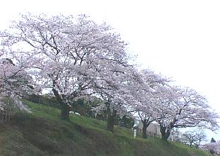  標準桜 