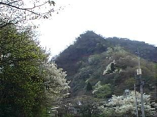 山桜 