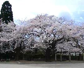 四代桜 