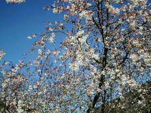 満開の四季桜　