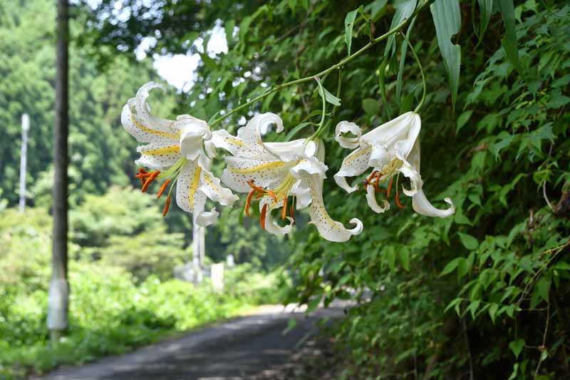 かみすわ山荘付近