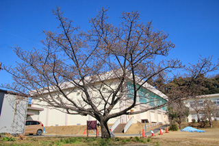 日高体育館脇の日立紅寒桜