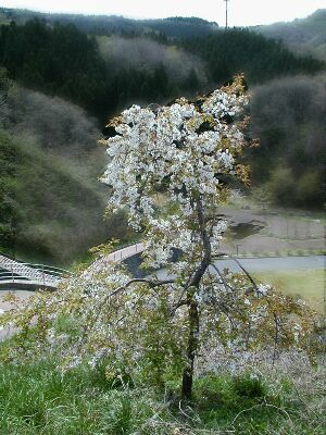 ときめき橋畔で咲く山桜
