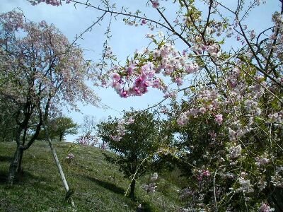 駐車場の山桜