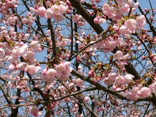 パノラマ公園の桜