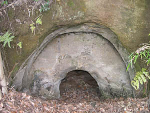 (南高野貝塚公園駐車場南側崖)