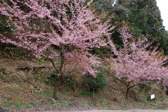 滑川滝の作溜池　日立紅寒桜