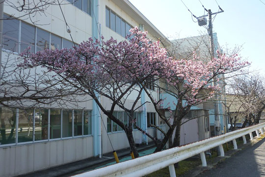 大みか小学校　日立紅寒桜