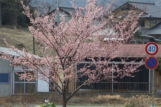 横内公園　日立紅寒桜