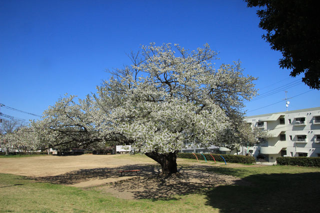 もりやま児童公園