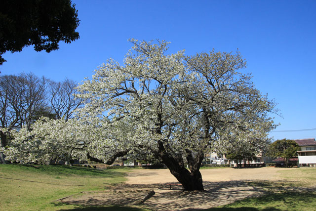 もりやま児童公園の大島桜