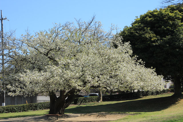 もりやま児童公園の大島桜
