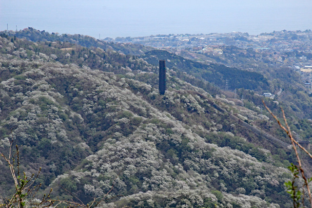 神峰山頂からの満開の大島桜