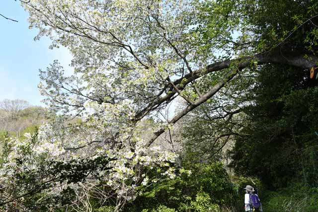 覆い被る大島桜