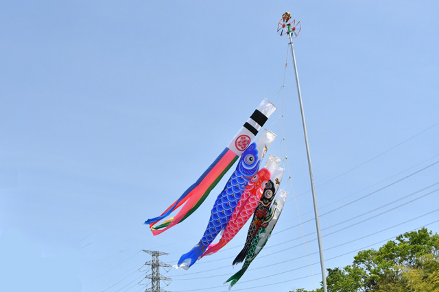 十王町の鯉のぼり