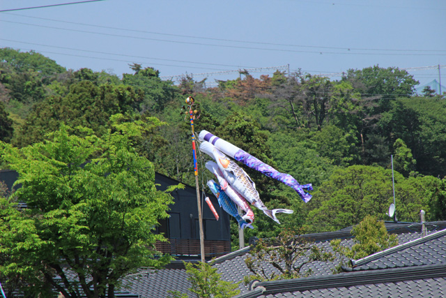 森山町の鯉のぼり